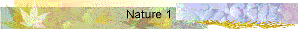 Nature 1