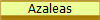 Azaleas