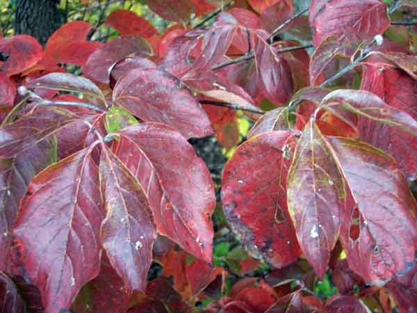 Dogwood