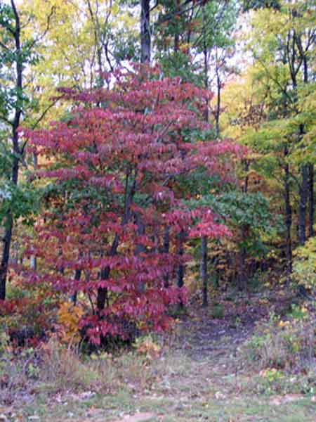 Woods Path