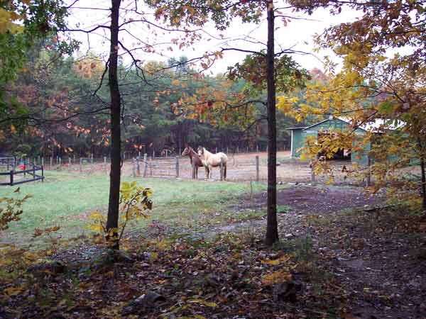 Horses