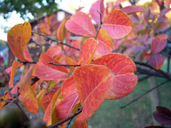 Crape Myrtle