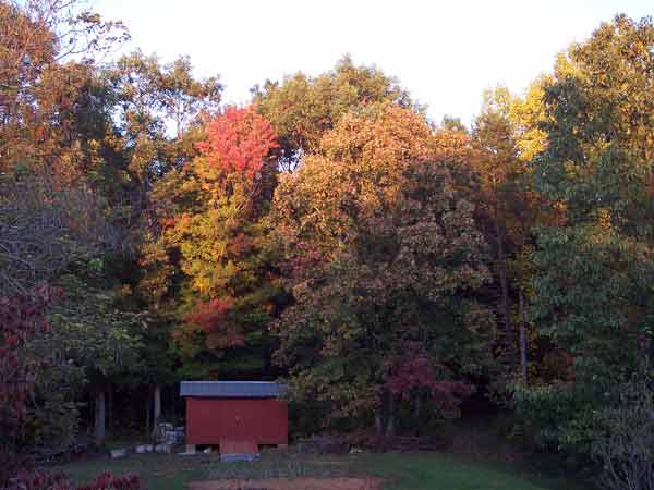Maples and Oaks