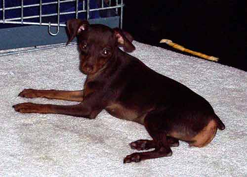 Miniature Pincher