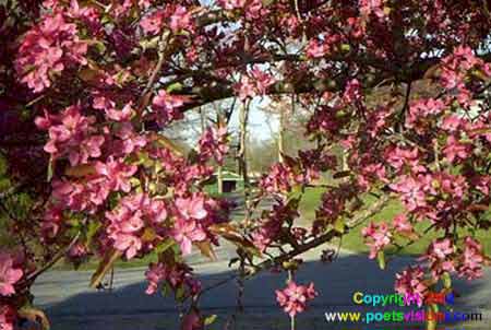 Crabapple Blooms
