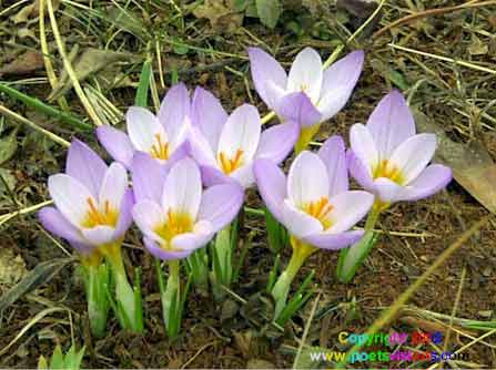 Crocus Blooms