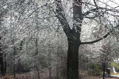 Icey Trees