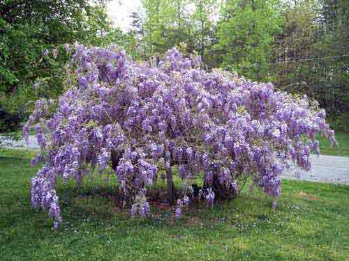 Wysteria