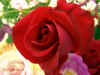 red_rose10x7.jpg (266343 bytes)