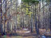 woods_path8x6.jpg (145490 bytes)
