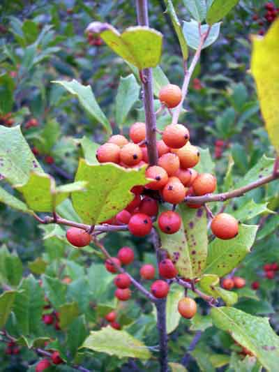 Holly berries