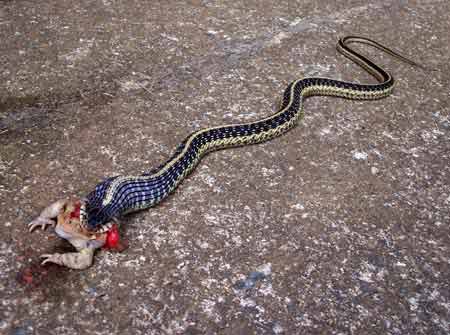 Garter Snake