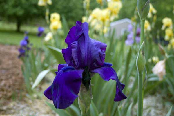 Dark Purple Iris