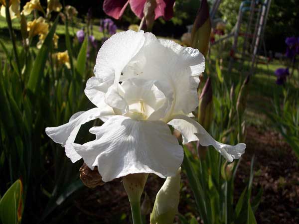 White Iris