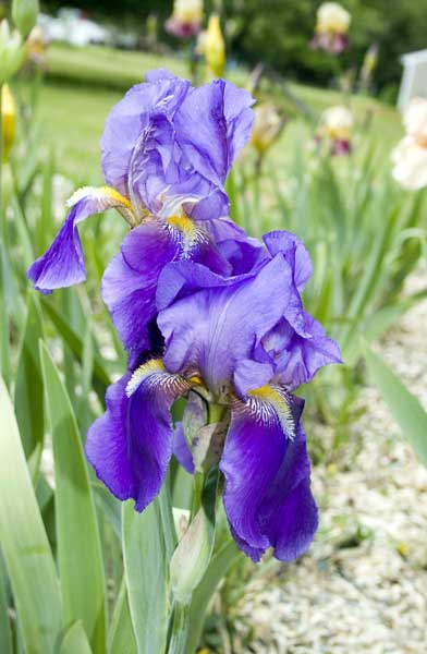 2 Blue Iris