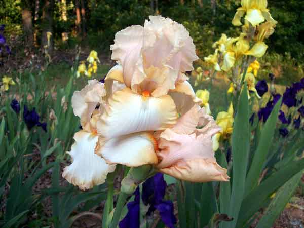 Peach Iris