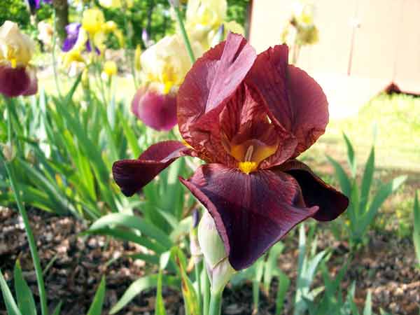 Dark Iris