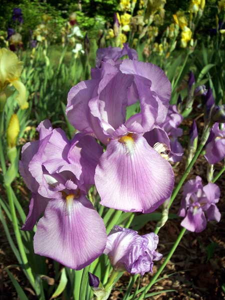 2 Violet Iris