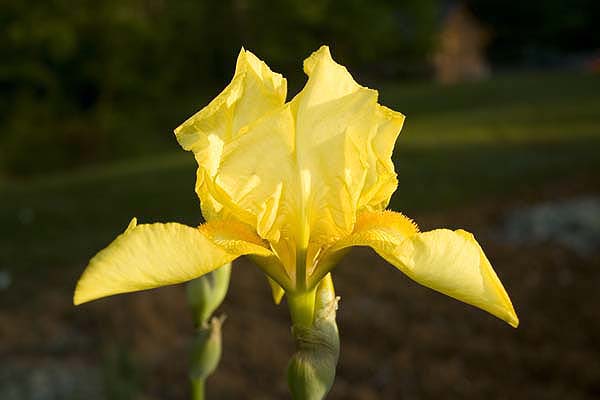 Yellow Iris