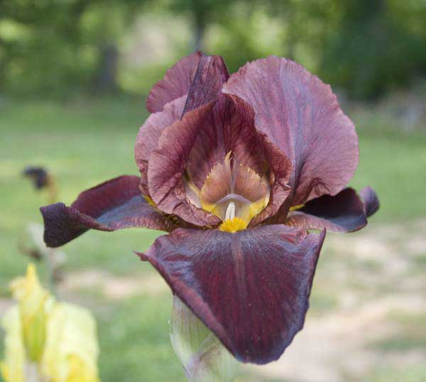 Black Iris