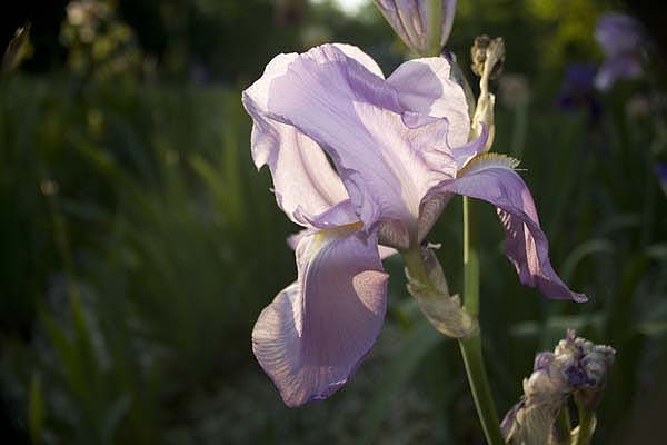 Purple Iris