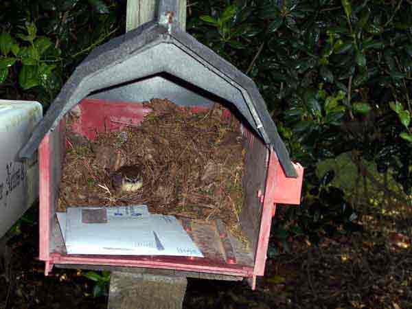 Mail Bird