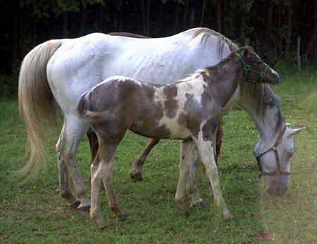 Horese in Pasture