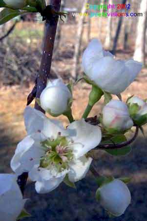 Pear Blooms