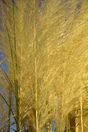 Pampas grass