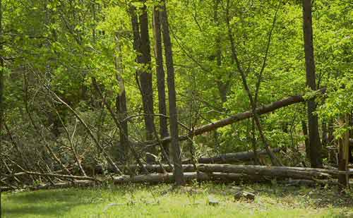 Pines Down