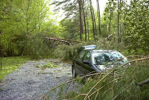 Cars & Trees