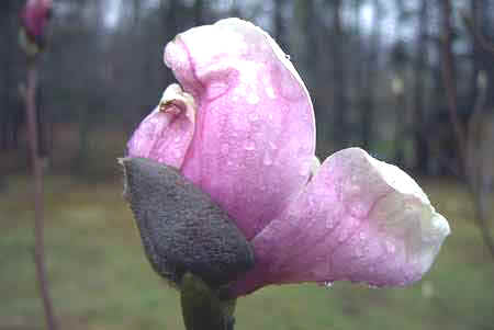 Tulip Magnolia