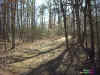path8x6.jpg (248004 bytes)