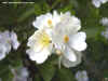 rose10x7.jpg (36579 bytes)