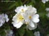 rose8x6.jpg (25836 bytes)