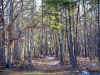 woods_path10x7.jpg (208730 bytes)